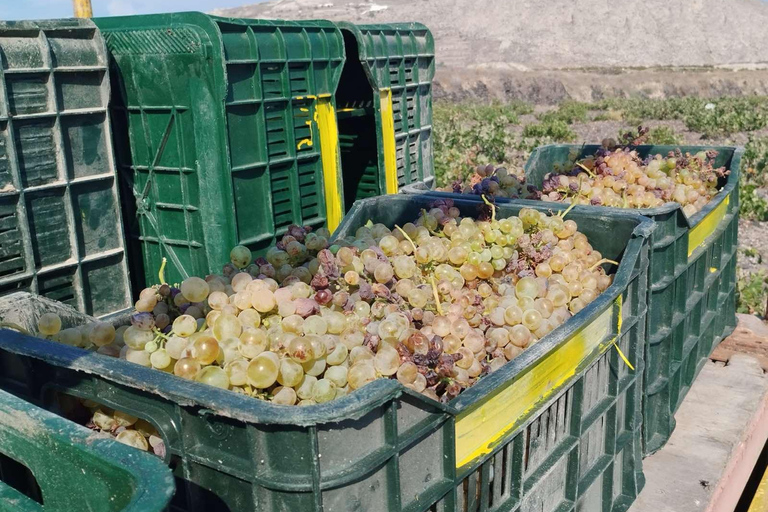 Santorini: Vineyard Tour with Wine Tasting and Local Bites Private Wine Tour