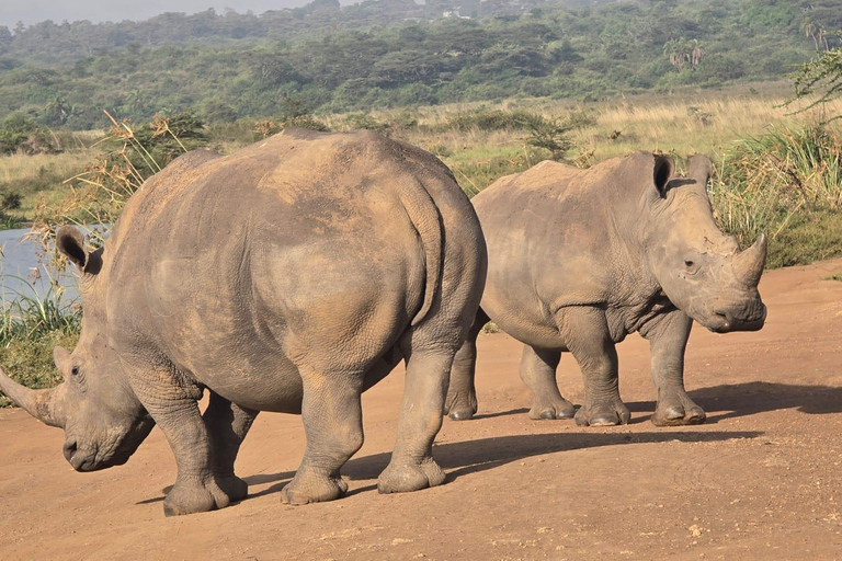 Golden Hour Safari: Afternoon Game Drive in Nairobi park National Park, Elephant Orphanage & Giraffe Private- Van