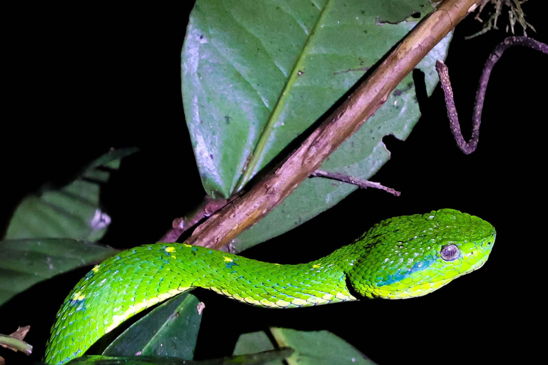 Monteverde: Private Night Tour with Wildlife Encounters