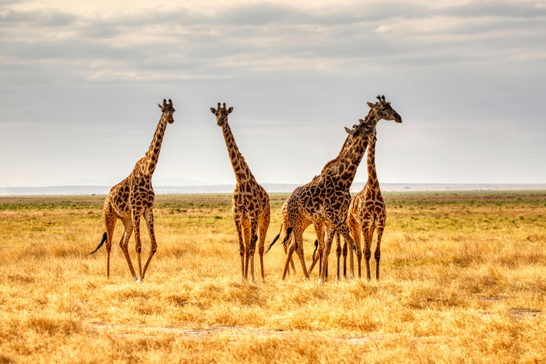奈瓦沙：乘船游览与新月岛导览之旅