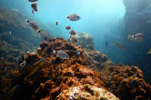 Snorkelen in het wild op het eiland Terceira