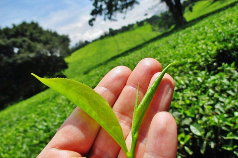 Nairobi: Kiambethu Tea Farm Guided Tour