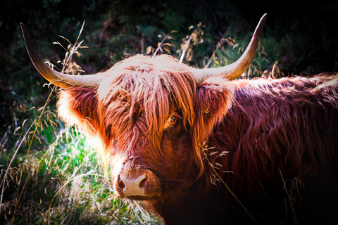 Capture Your Scottish Adventure – Professional Photography