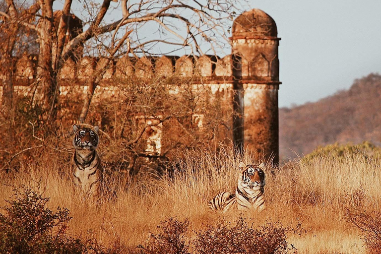 3-Days Tiger Safari: Jaipur to Agra, Ending in Delhi Tour Cost with 5* Hotels