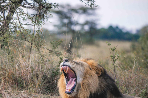 4Day Iconic Parks Adventure: Masai Mara -Lake Naivasha