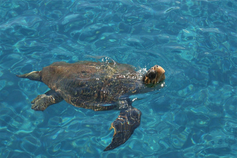 Zakynthos: Myzithres, Cruise trip with Swim Stops & Turtles