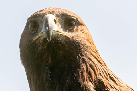 York: toegang tot het roofvogelcentrum van York