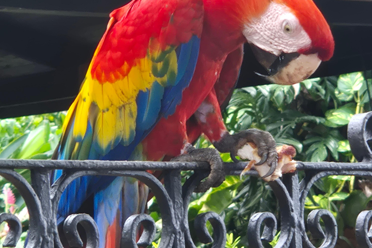 Monteverde: Small-Group Bird Safari with Expert Local Birder
