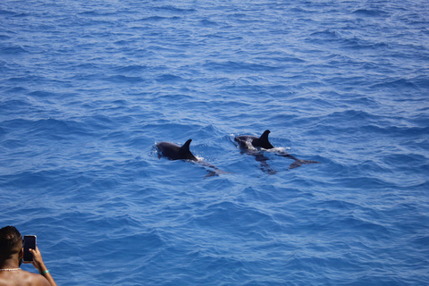 Hurghada: Dolphin House Speedboat Trip & Swim with Dolphins Group Dolphin Watching, Swimming and Snorkeling with Fruits