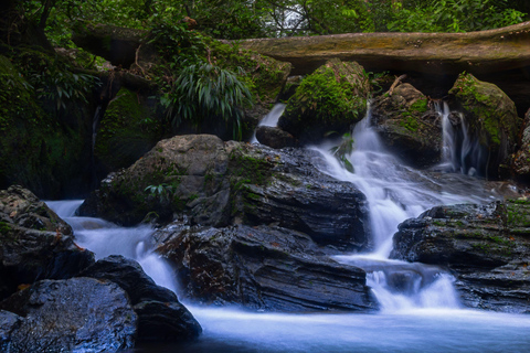 Cairns: Daintree Rainforest & Cape Tribulation Minibus Tour Cairns CBD Hotel Pickup