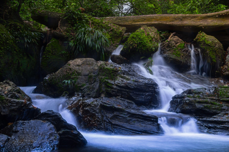 Cairns: Daintree Rainforest & Cape Tribulation Minibus Tour Cairns CBD Hotel Pickup