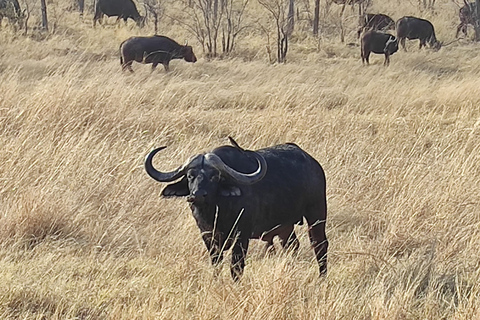 Victoria Falls: zonsondergangsafari + rondleiding door de stad Victoria Falls