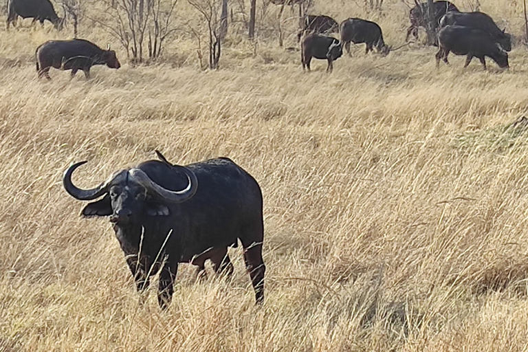 Victoria Falls: zonsondergangsafari + rondleiding door de stad Victoria Falls