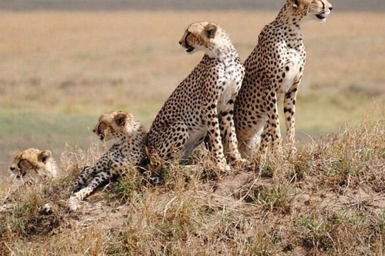 4 days Tsavo East, Amboseli and saltlick lodge safari