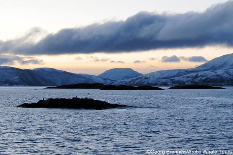 Tromsø: Responsible Whale Watching Cruise Aboard MS Alba