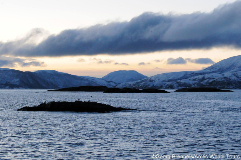 Tromsø: Responsible Whale Watching Cruise Aboard MS Alba