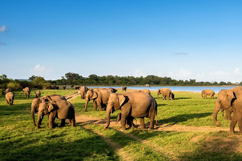 Sigiriya: Minneriya Safari, Yapahuwa Rock & Colombo Drop-off Sigiriya: Minneriya Safari, Yapahuwa Rock & Negombo Drop-off
