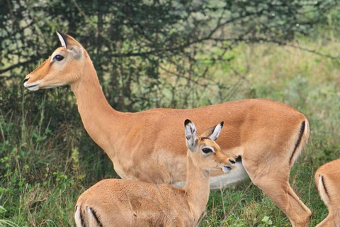 Nairobi: Excursión en grupo de 5 horas por el Parque NacionalSafari de medio día por el Parque Nacional de Nairobi