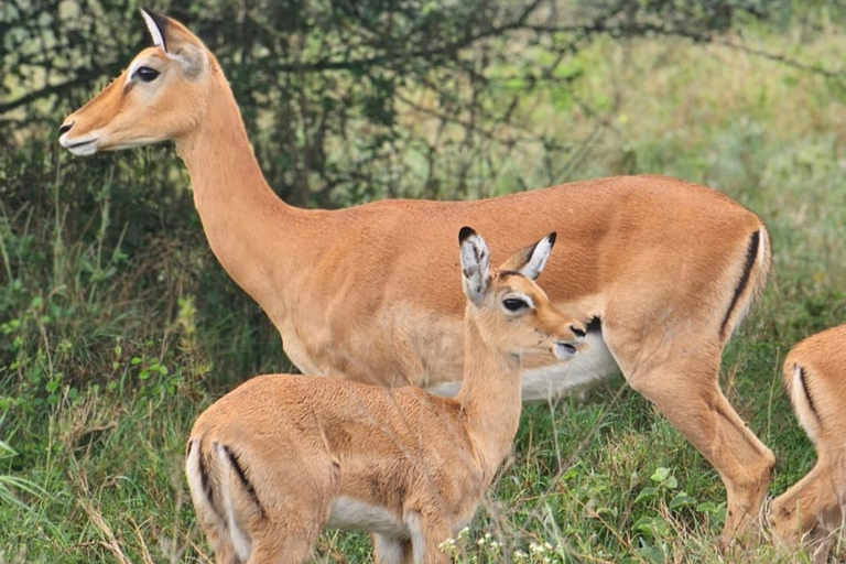 Nairobi: Nationalpark 5 Stunden GruppentourNairobi National Park Halbtages-Pirschfahrt