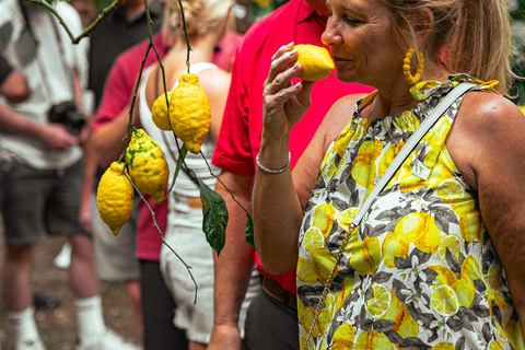 Sorrento: Lemons grove, Farm Tour&Tasting and Pizza Class Sorrento Coast: Enogastronomic Tour with Show & Tasting