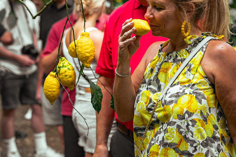 Sorrento: Lemons grove, Farm Tour&Tasting and Pizza Class Sorrento Coast: Enogastronomic Tour with Show & Tasting