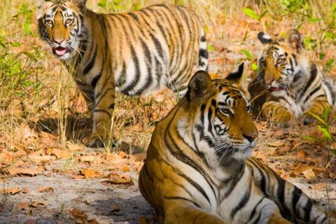 6 Noches y 7 Días Triángulo de Oro con Ranthambore