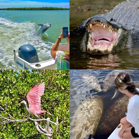 Visit Naples, FL Manatee, Dolphin, 10,000 Islands Beach Eco Tour in Naples, Florida