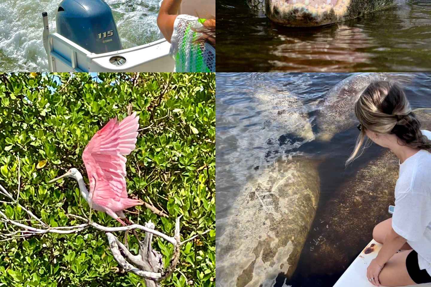 Naples, FL: Manatee, Dolphin, 10,000 Islands Beach Eco Tour thumbnail