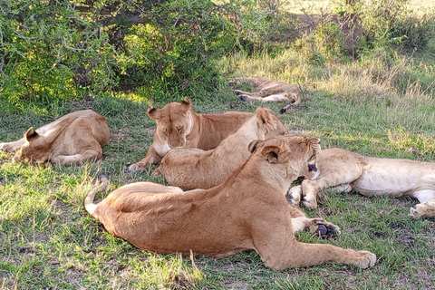 Excursión de un día al Parque Nacional Masai Mara y visita a la aldea Masai