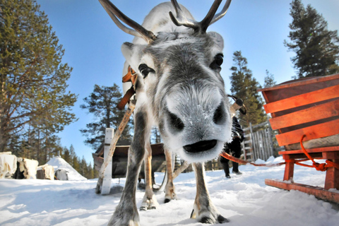 Au départ de Rovaniemi : visite d&#039;une ferme de rennes avec promenade en traîneau