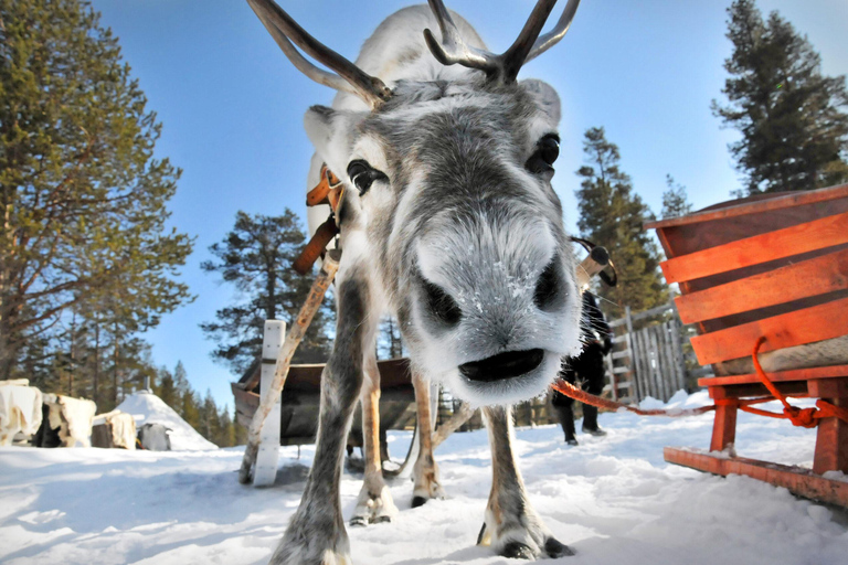 Vanuit Rovaniemi: Rendierboerderij bezoeken met arrensleetocht