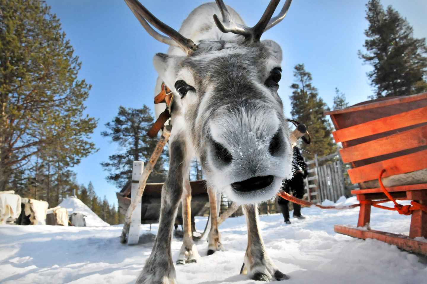 From Rovaniemi: Reindeer Farm Visit with Sleigh Ride - From Rovaniemi: Reindeer Farm Visit with Sleigh Ride