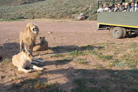 Safari ao pôr do sol na Aquila Game Reserve com transporte privado