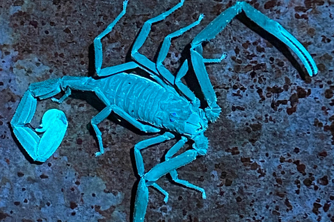 Manuel Antonio : Visite nocturne avec un guide naturaliste.