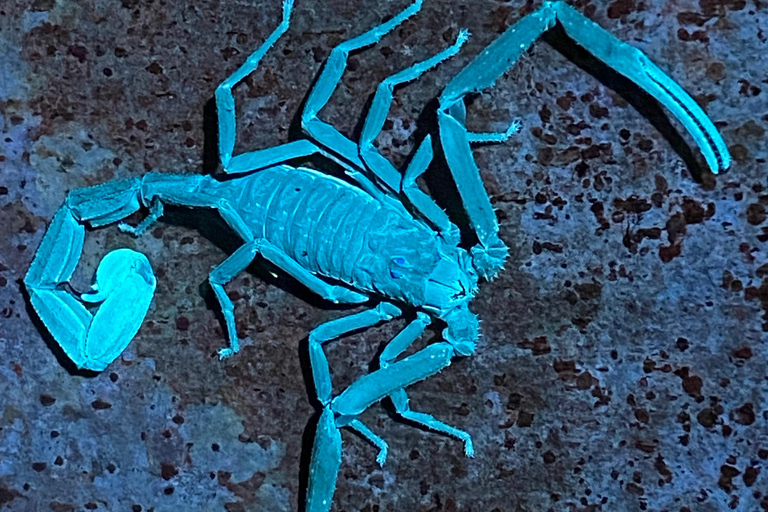 Manuel Antonio: Tour serale con guida naturalistica.