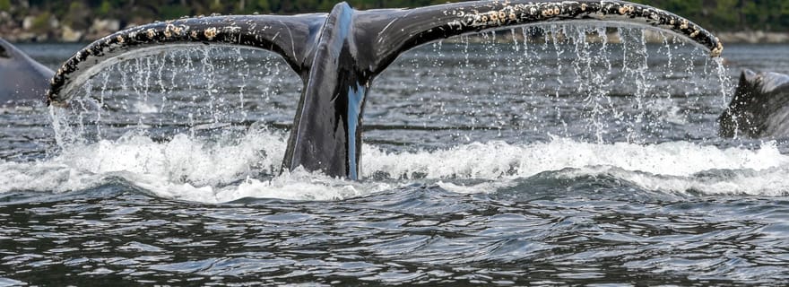 Punta Arenas : Visite d'une jounée des baleines, des pingouins et des glaciers