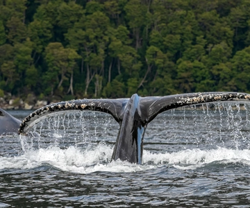 Punta Arenas: Full-Day Whales, Penguins, and Glaciers Tour