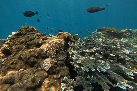 Bali : plongée avec tuba dans deux sites du Blue Lagoon, avec déjeuner et transportSnorkeling à deux sites dans le lagon bleu, rendez-vous au lieu de rendez-vous.