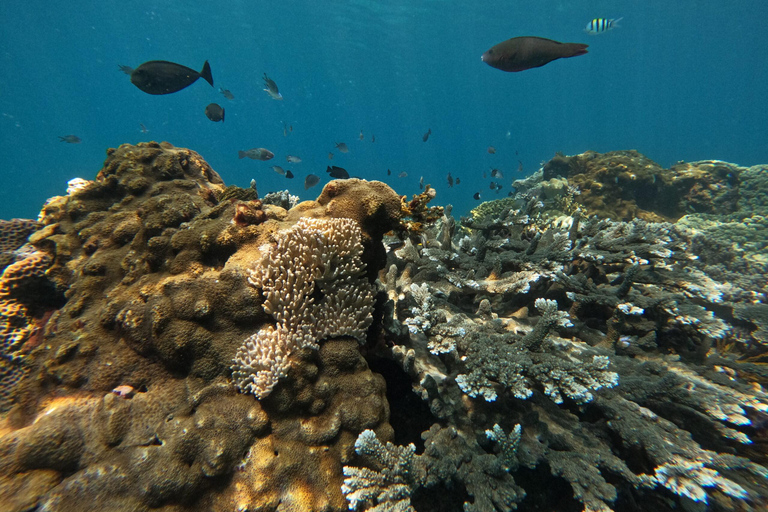 Bali : plongée avec tuba dans deux sites du Blue Lagoon, avec déjeuner et transportSnorkeling à deux sites dans le lagon bleu, rendez-vous au lieu de rendez-vous.