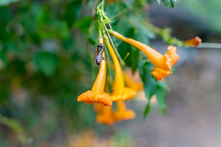 Kreta: Botanisches &amp; Bergabenteuer mit lokalem Essen