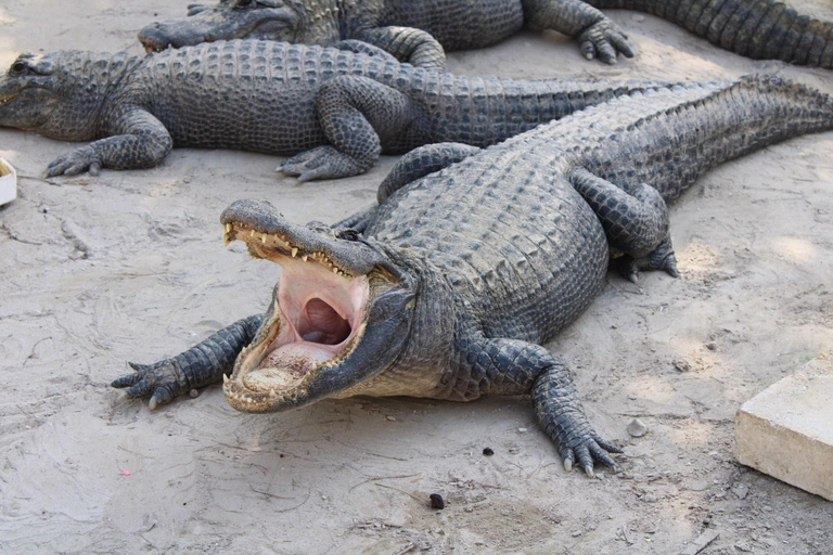 Orlando: Hands-On Alligator Encounter Experience Orlando: Hands-On Alligator Group Baby Gator Pass
