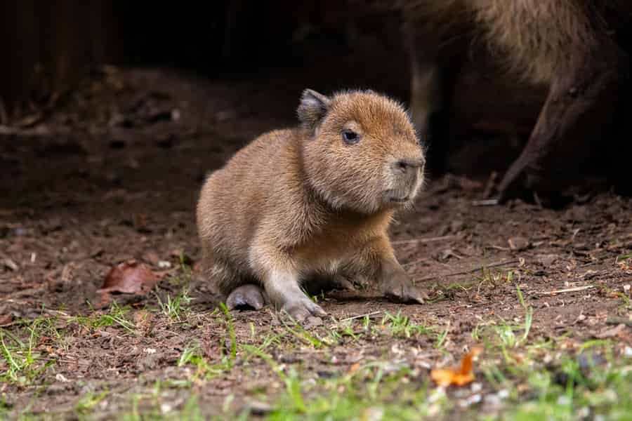 Eintrittskarte für den Zoo von Edinburgh. Foto: GetYourGuide