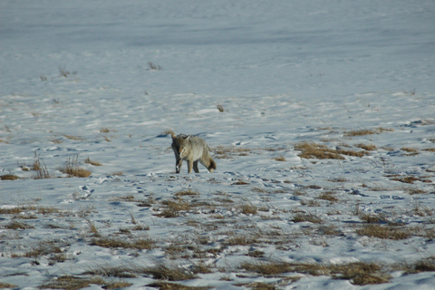 Yellowstone 2 Day Adventure - Upper and Lower Loop Tour