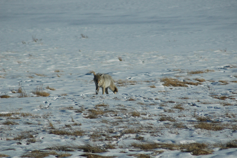 Yellowstone 2 Day Adventure - Upper and Lower Loop Tour
