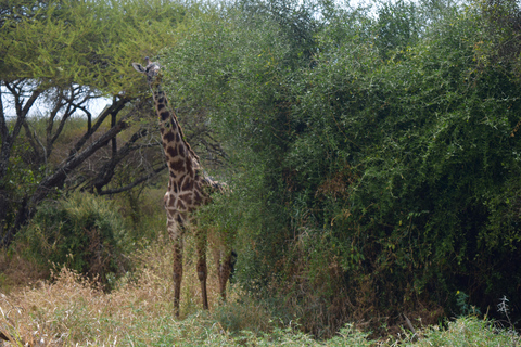 Arusha: Paseo con jirafas