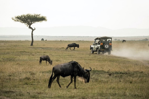 Nairobi: 3-Day Fly-In Private Maasai Mara Safari Experince