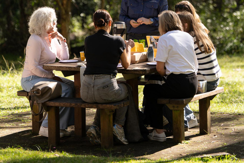 Brisbane: Koala Tour with Hotel Pickup & Morning Tea