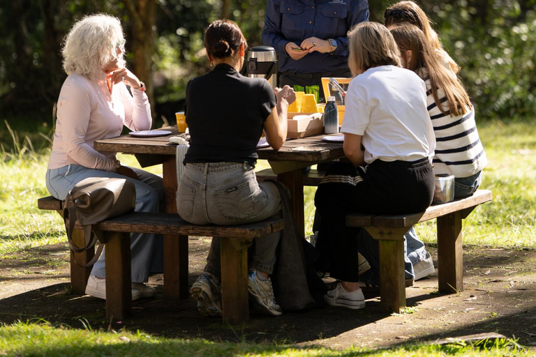Brisbane: Koala Tour with Hotel Pickup & Morning Tea
