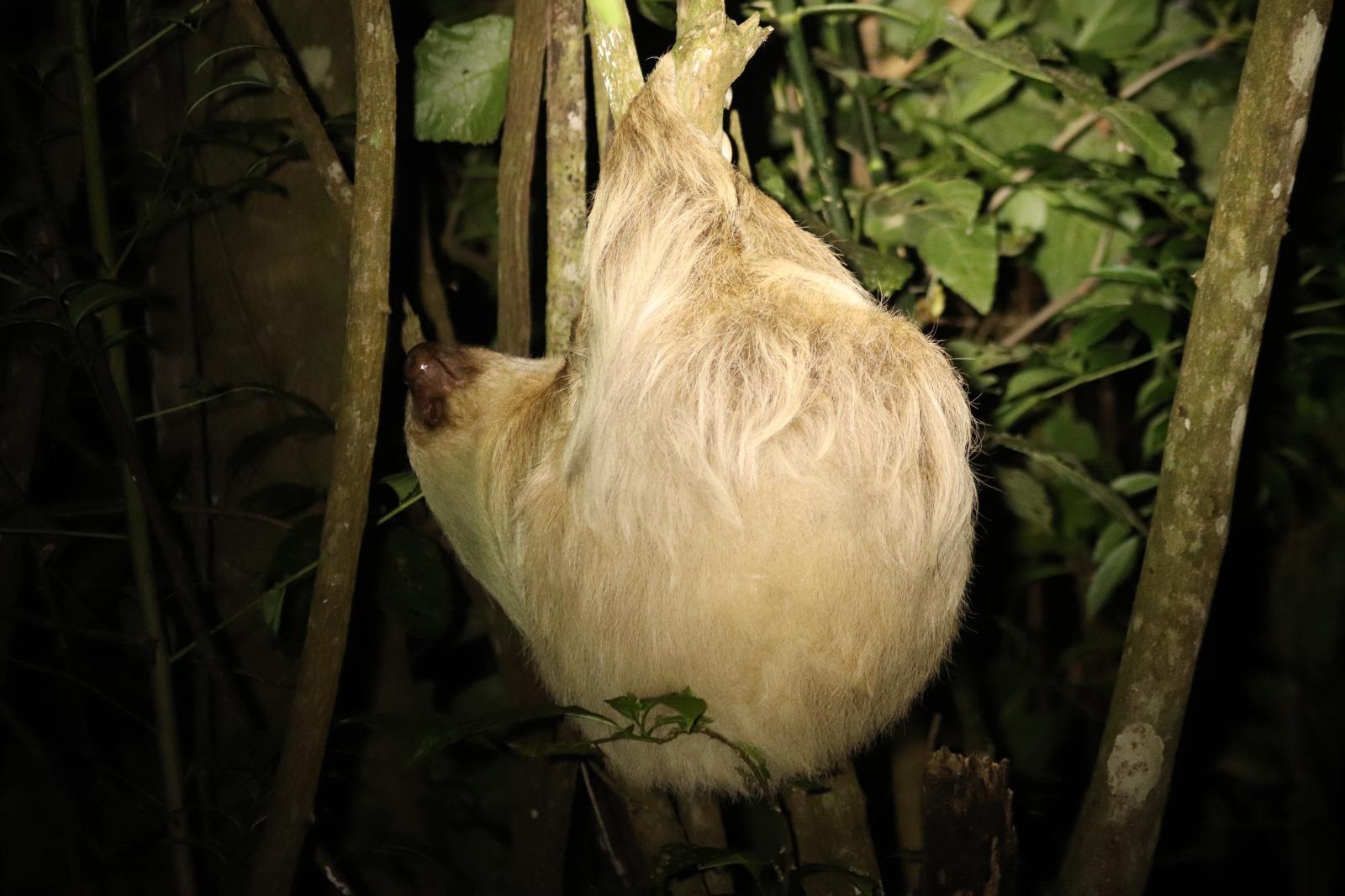 Monteverde: Geführte Nachtwanderung im Wald