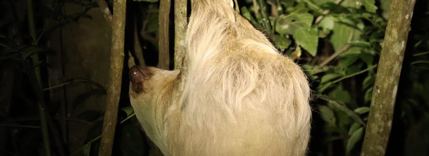 Monteverde : Randonnée nocturne guidée dans la forêt